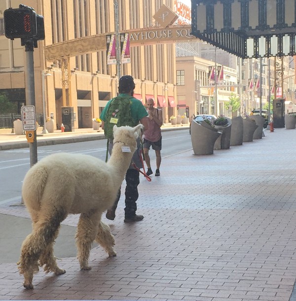There's a Guy Walking an Alpaca on a Leash Around Downtown Cleveland