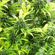 Medical Marijuana Ballot Campaign Suspended: Update