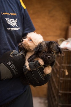 12 Ohio Puppy Mills Rank Among the Worst in U.S.
