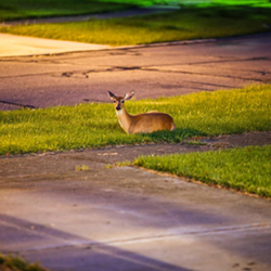 A deer lounges at the bottom of a Broadview Heights driveway. - PHOTO VIA DIGITAL504/INSTAGRAM