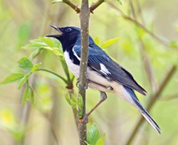 Black-throated blue - warbler at Magee Marsh - Photo by Rodney Campbell