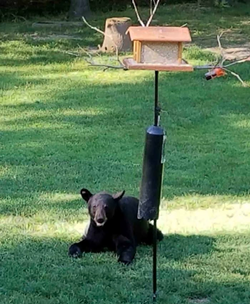 A black bear who took up temporary residence on Kirtland Chardon Road this weekend. - Kirtland Police Department
