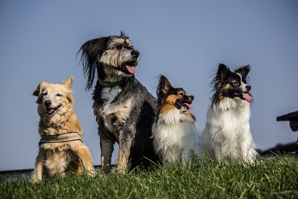 Bella, Buddy, Max: Cuyahoga County's Most Popular Dog Names (2)