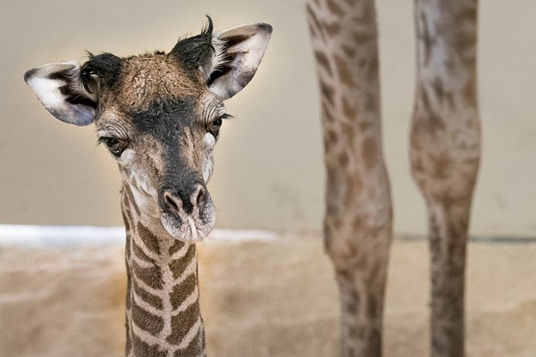 Cleveland Metroparks Zoo Offers First Look At New Baby Giraffe