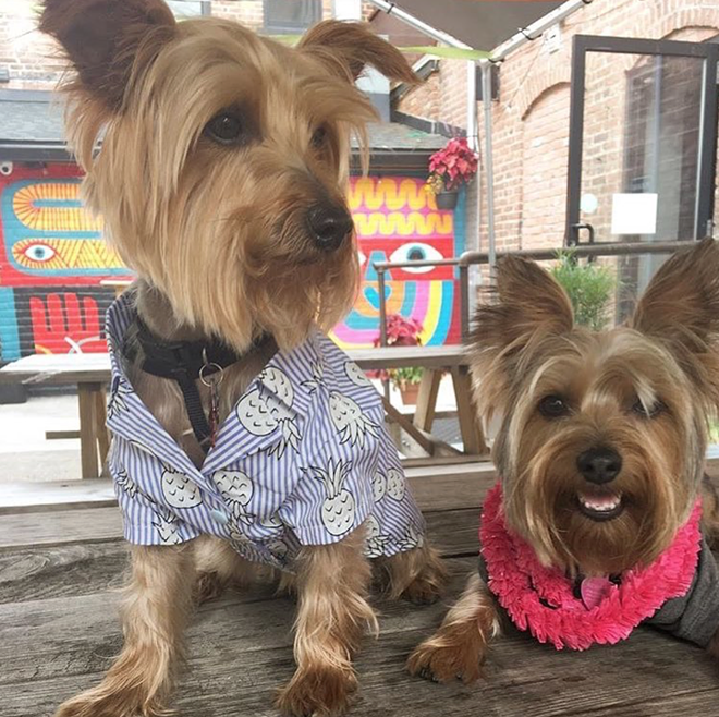 Proposed Ohio Bills Would Finally Allow Dogs on Restaurant Patios