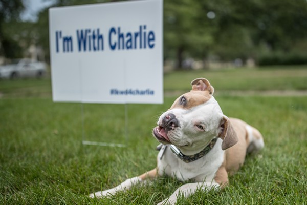 Charlie on Trial: Lakewood Residents Protest City's Pit Bull Ban
