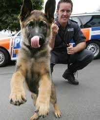 1357831596-police-dog.jpg