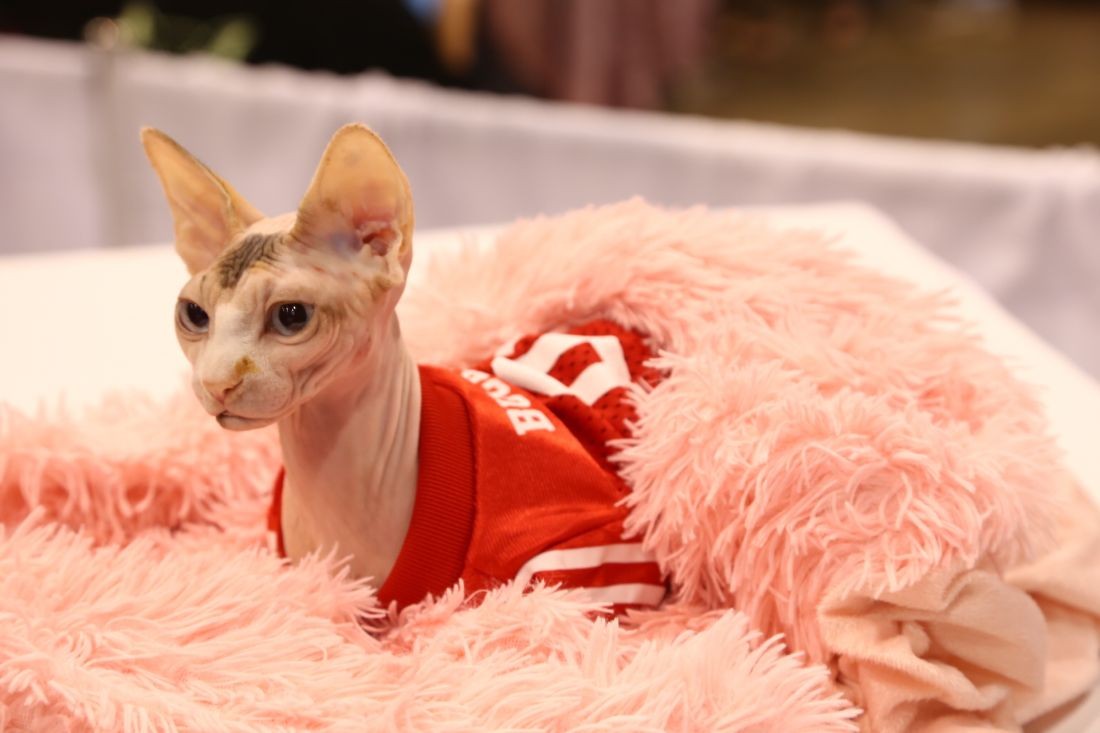 The International Cat Show Returns to Cleveland's IX Center This