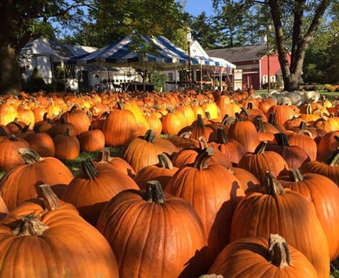 Pumpkinville
 9337 Chillicothe Rd., Kirtland
Pumpkinville is open in October from 10 a.m. to 6 p.m. daily. In Kirtland, Pumpkinville has pumpkins of all sizes, mums, apples, fresh cider, corn stalks and much more.