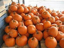 Lots of Pumpkins in stock! - Uploaded by Cindy Ellis