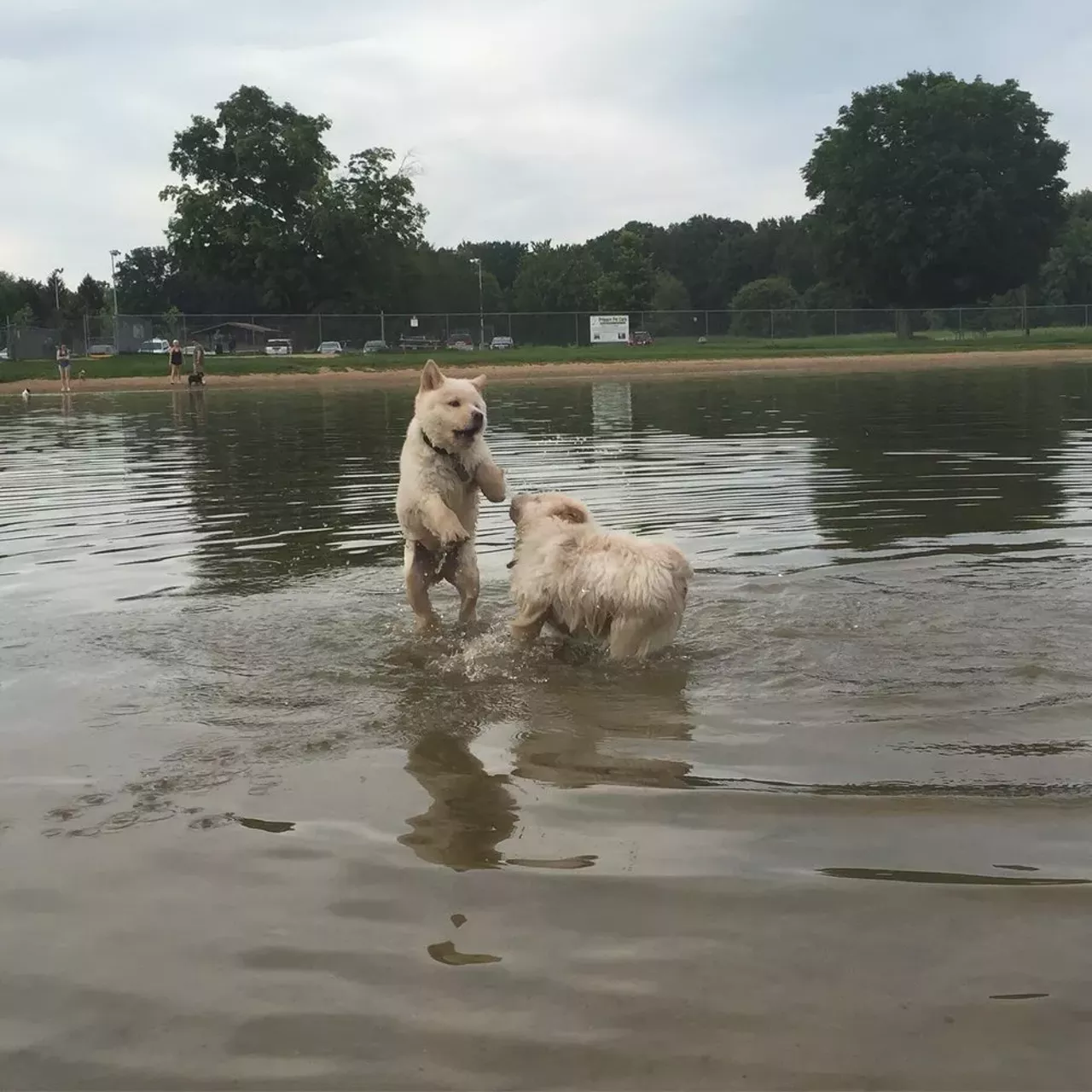 A Guide to Northeast Ohio's Best Dog Parks Cleveland Cleveland Scene