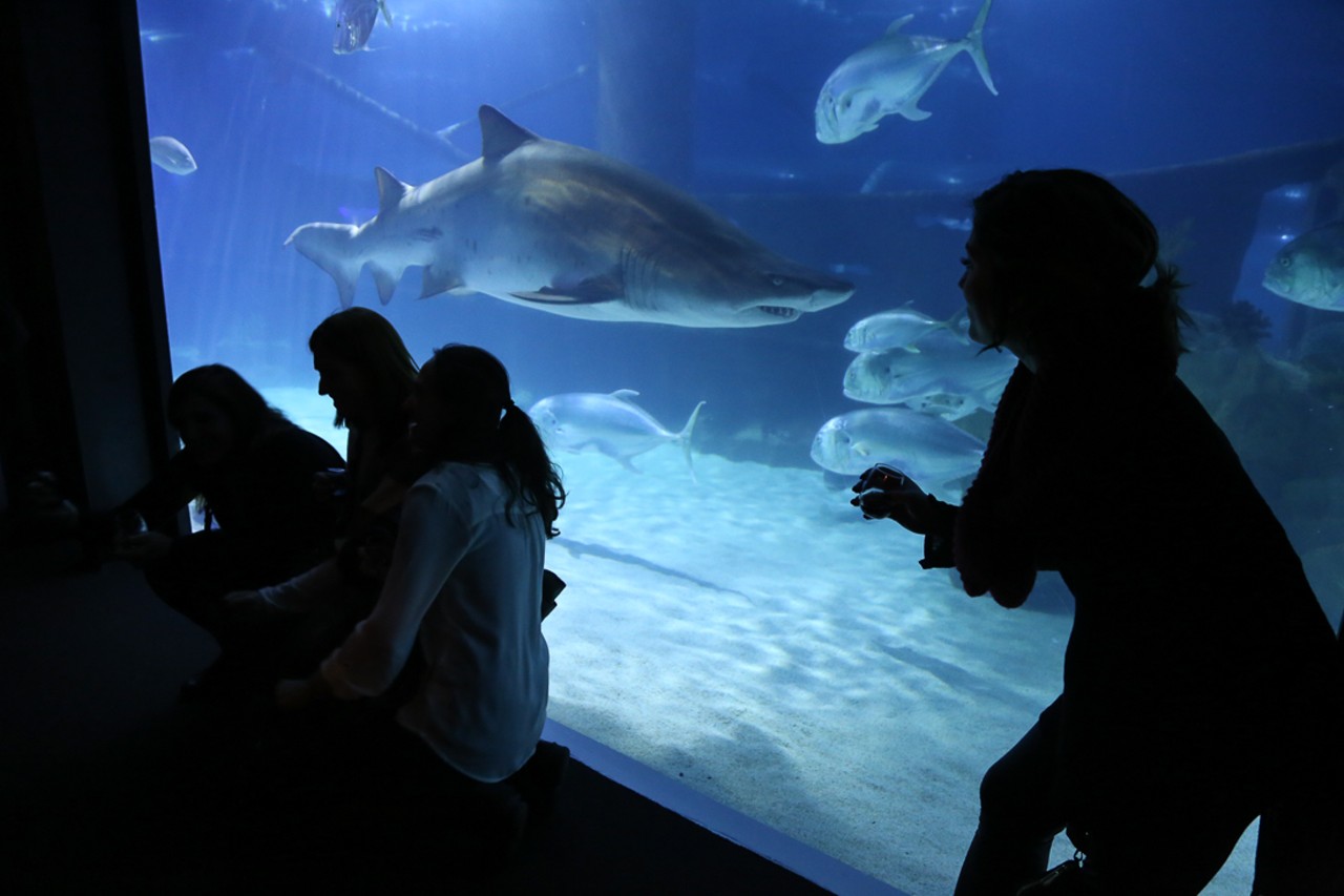 Photos: Adult Swim, Wine and Chocolates at the Cleveland Aquarium