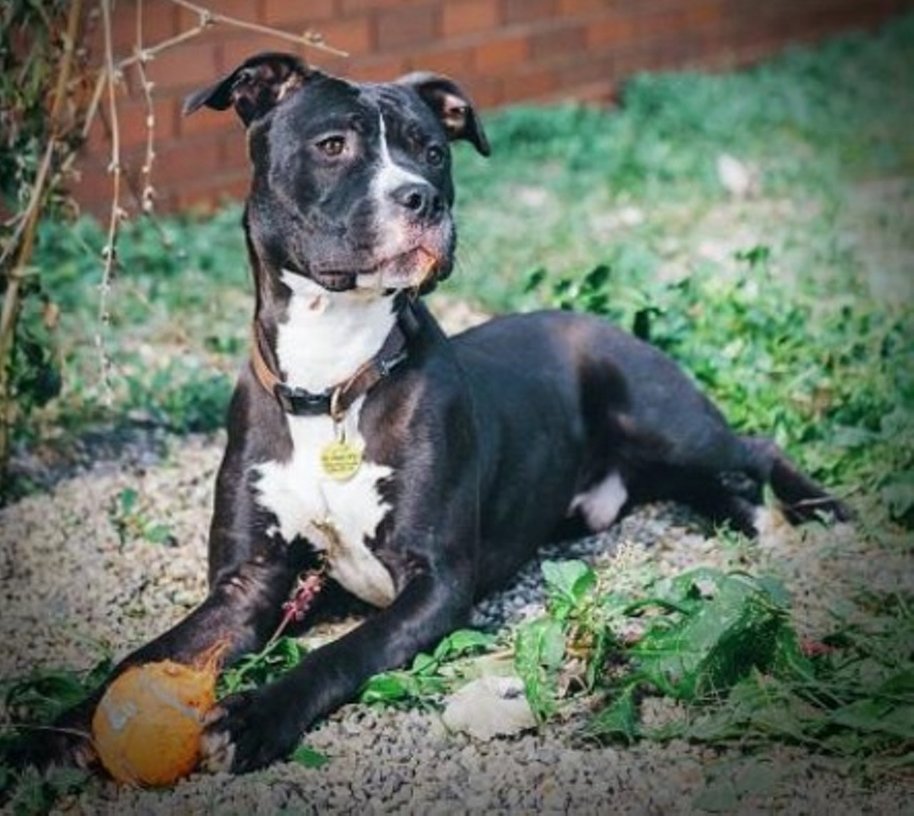  Billy
1-year-old, Terrier/American Pit Bull mix