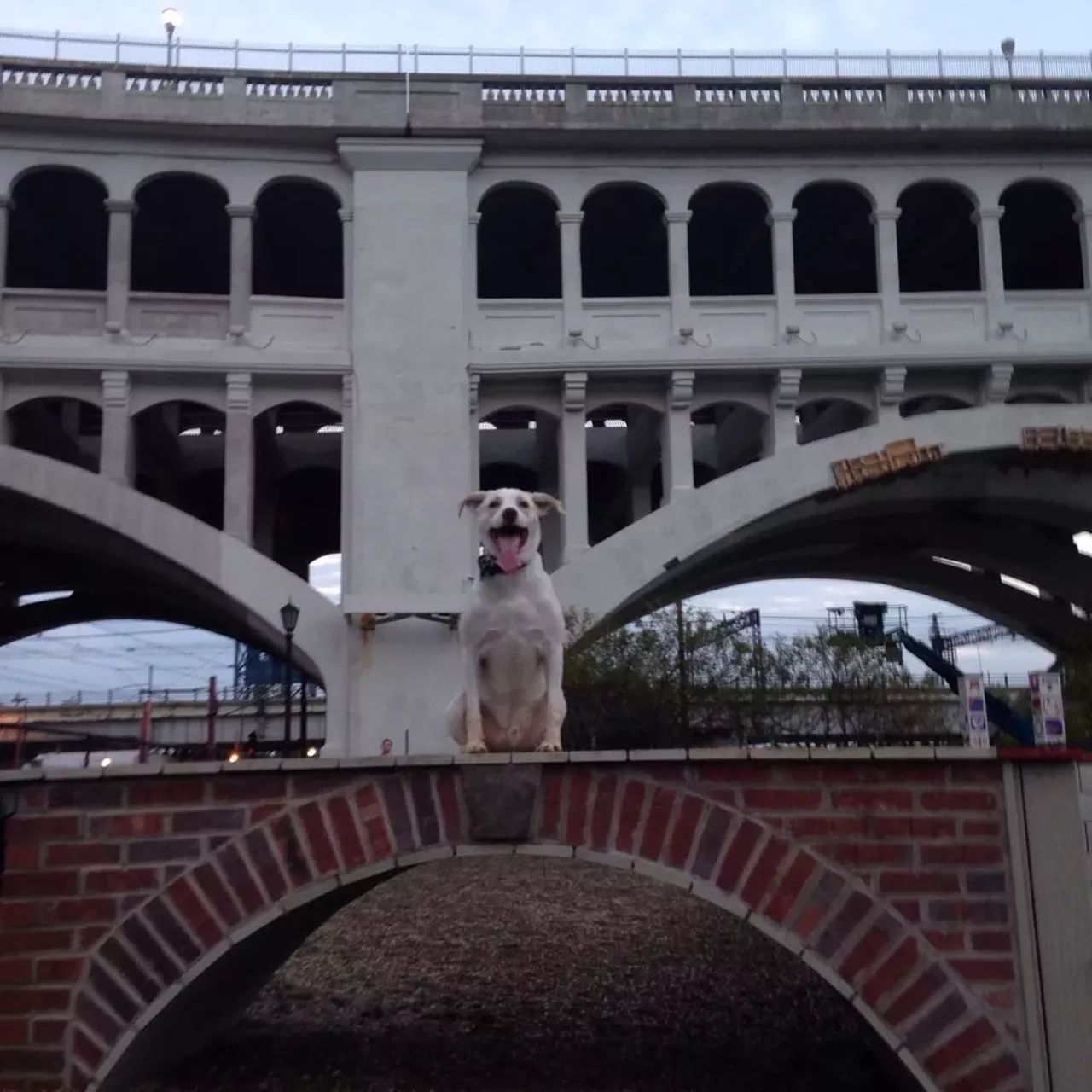 A Guide to Northeast Ohio's Best Dog Parks Cleveland Cleveland Scene