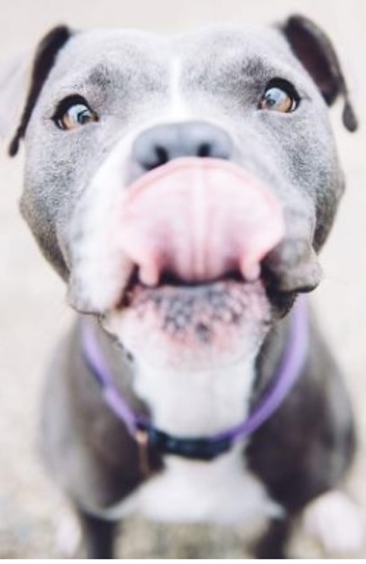  Gina
3-year-old, Terrier/American Pit Bull mix