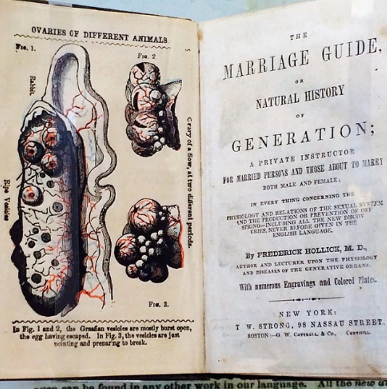 Guide to reproduction and fertility. Hollick, 1860.