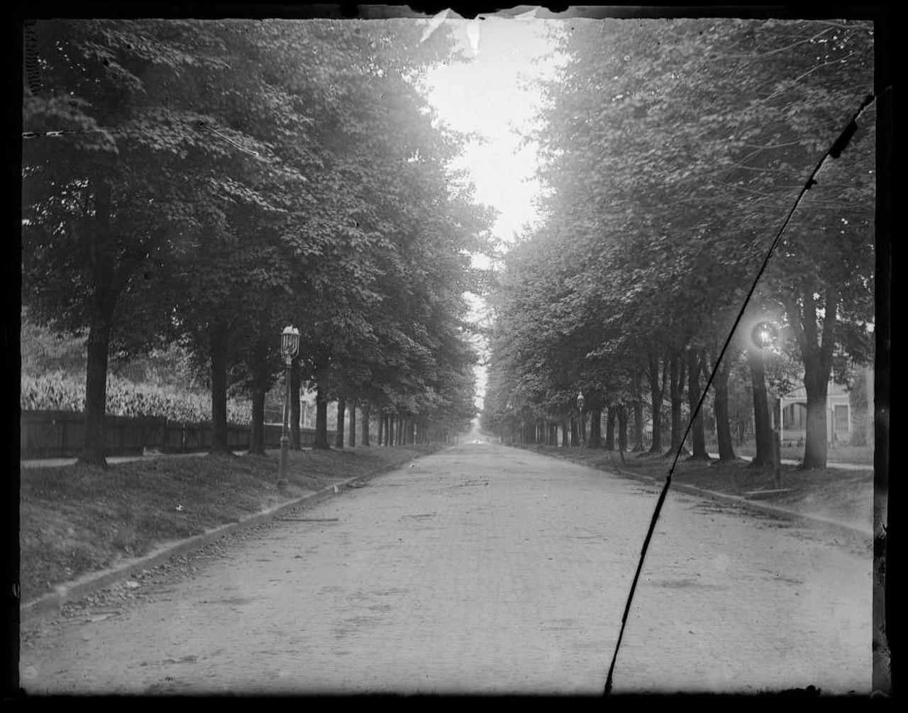 Tree Lined Cleveland Street, 1900