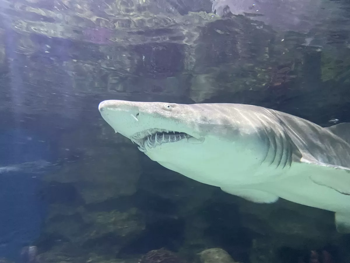 wake-up-to-sharks-.webp